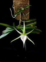 Carica l'immagine nel visualizzatore Galleria, Angraecum dollii