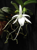 Carica l'immagine nel visualizzatore Galleria, Angraecum equitans