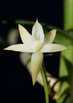Carica l'immagine nel visualizzatore Galleria, Angraecum erectum