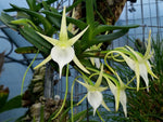 Carica l'immagine nel visualizzatore Galleria, Angraecum praestans