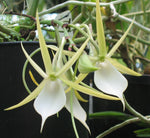 Carica l'immagine nel visualizzatore Galleria, Angraecum praestans