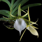 Carica l'immagine nel visualizzatore Galleria, Angraecum praestans