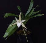 Carica l'immagine nel visualizzatore Galleria, Angraecum sesquipedale