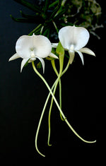 Carica l'immagine nel visualizzatore Galleria, Angraecum scottianum