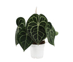 Carica l'immagine nel visualizzatore Galleria, Anthurium clarinervium