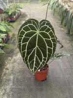 Carica l'immagine nel visualizzatore Galleria, Anthurium crystallinum
