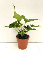 Carica l'immagine nel visualizzatore Galleria, Anthurium ferrierense 'Crisped'