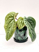 Carica l'immagine nel visualizzatore Galleria, Anthurium radicans x luxurians
