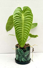 Carica l'immagine nel visualizzatore Galleria, Anthurium veitchii Type