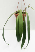 Carica l'immagine nel visualizzatore Galleria, Anthurium vittariifolium