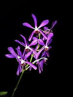 Carica l'immagine nel visualizzatore Galleria, Arachnis hookeriana x Vanda rothschildiana