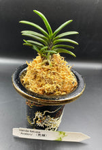 Carica l'immagine nel visualizzatore Galleria, Neofinetia falcata 'Arateru' 荒輝