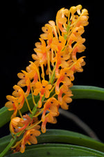 Carica l'immagine nel visualizzatore Galleria, Ascocentrum aurantiacum