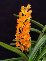 Carica l'immagine nel visualizzatore Galleria, Ascocentrum miniatum