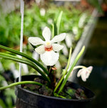 Carica l'immagine nel visualizzatore Galleria, Holcoglossum subulifolium x flavescens
