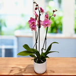 Load image into Gallery viewer, Phalaenopsis Fong Tien's Amapearl 'Cone Pearl CL913G'
