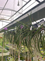 Carica l'immagine nel visualizzatore Galleria, Darwinara Charm 'Blue Star' (Neof. falcata x Vasco. Tham Yuen Hae)