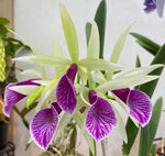 Carica l'immagine nel visualizzatore Galleria, Brassocattleya Clear Stars (Brassavola nodosa × Cattleya Hsinying Pub)