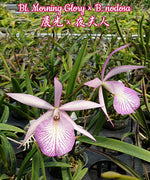 Carica l'immagine nel visualizzatore Galleria, Brassavola BL. Morning Glory × B. nodosa