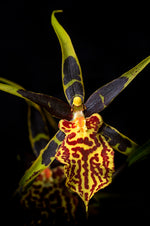 Carica l'immagine nel visualizzatore Galleria, Banfieldara Gilded Tower 'Mystic Maze'