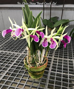 Carica l'immagine nel visualizzatore Galleria, Brassocattleya Clear Stars (Brassavola nodosa × Cattleya Hsinying Pub)