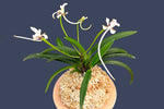 Carica l'immagine nel visualizzatore Galleria, Neofinetia falcata 'Benihichou' 홍비접 紅飛蝶