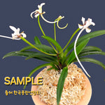 Carica l'immagine nel visualizzatore Galleria, Neofinetia falcata 'Benihichou' 홍비접 紅飛蝶