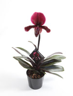 Carica l'immagine nel visualizzatore Galleria, Paphiopedilum Black Jack