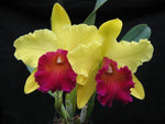 Carica l'immagine nel visualizzatore Galleria, Brassolaeliocattleya Alma kee 'Tipmalee'