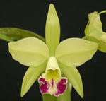 Carica l'immagine nel visualizzatore Galleria, Brassolaeliocattleya Greenwich 'Elmhurst' AM/AOS