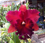 Carica l'immagine nel visualizzatore Galleria, Rhyncholaeliocattleya Haadyai Delight x Oconee