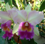 Carica l'immagine nel visualizzatore Galleria, Rhyncholaeliocattleya Pink Diamond 'Yenrudee'