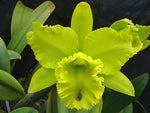 Carica l'immagine nel visualizzatore Galleria, Brassolaeliocattleya Sung Ya Green