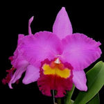 Carica l'immagine nel visualizzatore Galleria, Brassolaeliocattleya Tai chung beauty