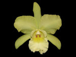 Carica l'immagine nel visualizzatore Galleria, Brassolaeliocattleya Victor umi peltier 'Caria's Green'