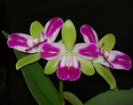 Carica l'immagine nel visualizzatore Galleria, Brassolaeliocattleya Village Chief North 'Green Genius'