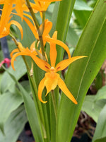 Carica l'immagine nel visualizzatore Galleria, Brassada Anita