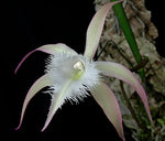 Carica l'immagine nel visualizzatore Galleria, Brassavola David Sander