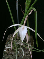 Carica l'immagine nel visualizzatore Galleria, Brassavola Yaki (B. cucullata x B. nodosa)