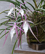 Carica l'immagine nel visualizzatore Galleria, Brassavola Yaki (B. cucullata x B. nodosa)