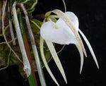 Carica l'immagine nel visualizzatore Galleria, Brassavola acaulis