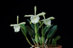 Carica l'immagine nel visualizzatore Galleria, Brassavola glauca