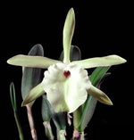 Carica l'immagine nel visualizzatore Galleria, Brassavola glauca
