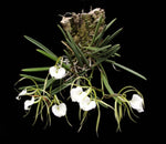 Carica l'immagine nel visualizzatore Galleria, Brassavola nodosa