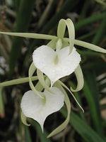 Carica l'immagine nel visualizzatore Galleria, Brassavola nodosa