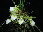 Carica l'immagine nel visualizzatore Galleria, Brassavola perrinii