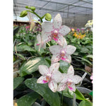 Carica l'immagine nel visualizzatore Galleria, Phalaenopsis Brother Prince 'Hai Tony'