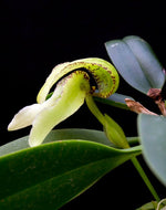 Carica l'immagine nel visualizzatore Galleria, Bulbophyllum arfakianum var. alba