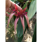 Carica l'immagine nel visualizzatore Galleria, Bulbophyllum fascinator x fletcherianum