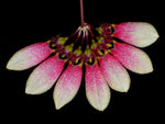 Carica l'immagine nel visualizzatore Galleria, Bulbophyllum lepidum